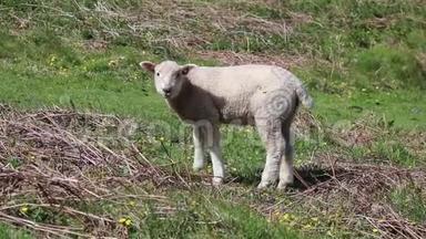 羊羊羊可爱吃春天